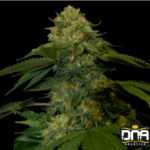 Holy Grail Kush - DNA Genetics Produktbild