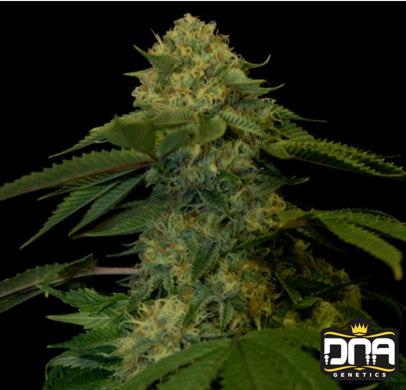 Holy Grail Kush - DNA Genetics Produktbild