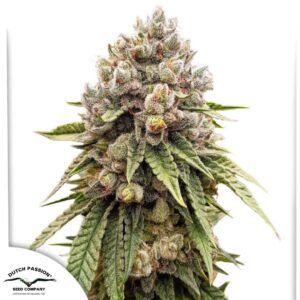 Ice Cream Haze - Dutch Passion Cannabis Samen kaufen Produktbild