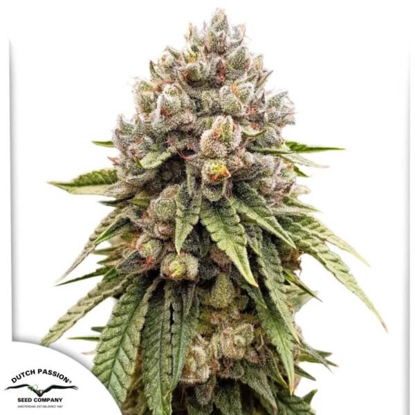 Ice Cream Haze - Dutch Passion Cannabis Samen kaufen Produktbild