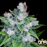 Kandy Kush - DNA Genetics Produktbild