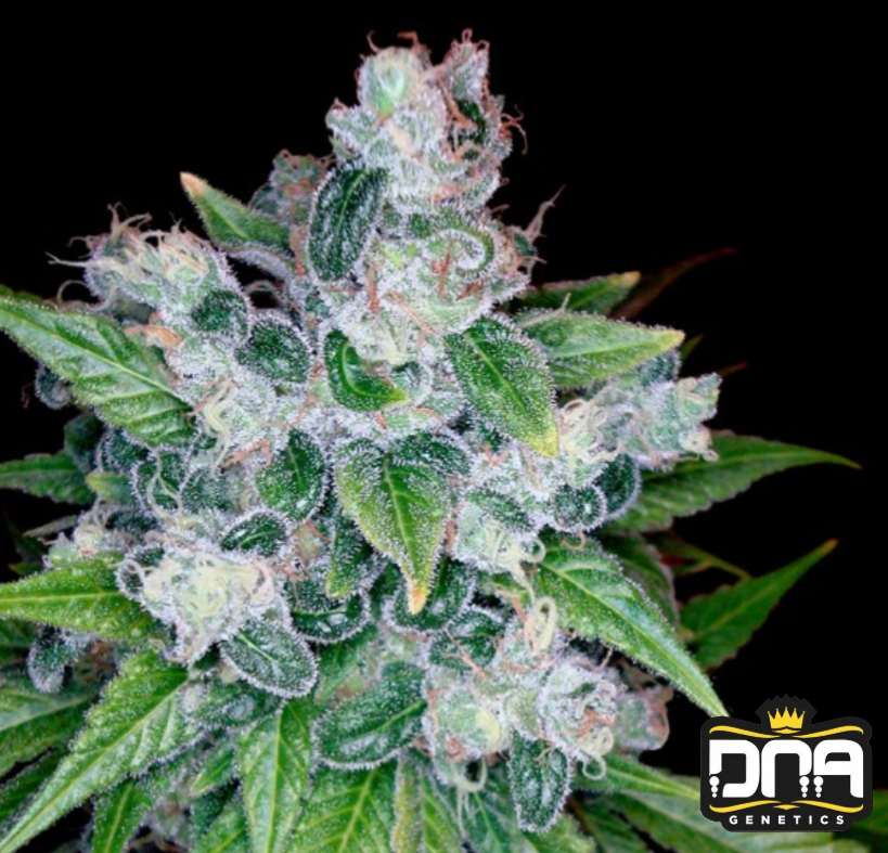 Kandy Kush - DNA Genetics Produktbild