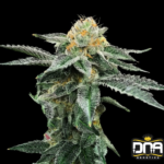 Kosher Cookies - DNA Genetics Produktbild