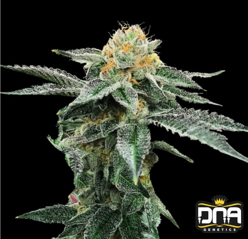 Kosher Cookies - DNA Genetics Produktbild