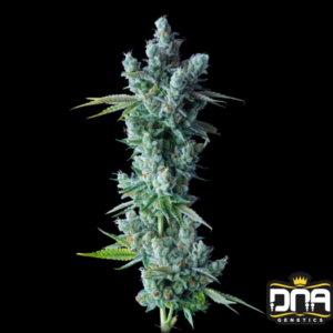 Kosher Dawg - DNA Genetics Produktbild