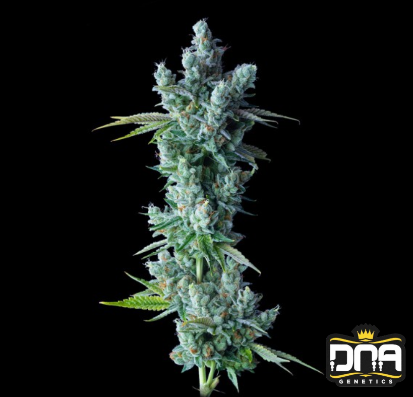 Kosher Dawg - DNA Genetics Produktbild