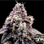 Kosher Pie - DNA Genetics Produktbild