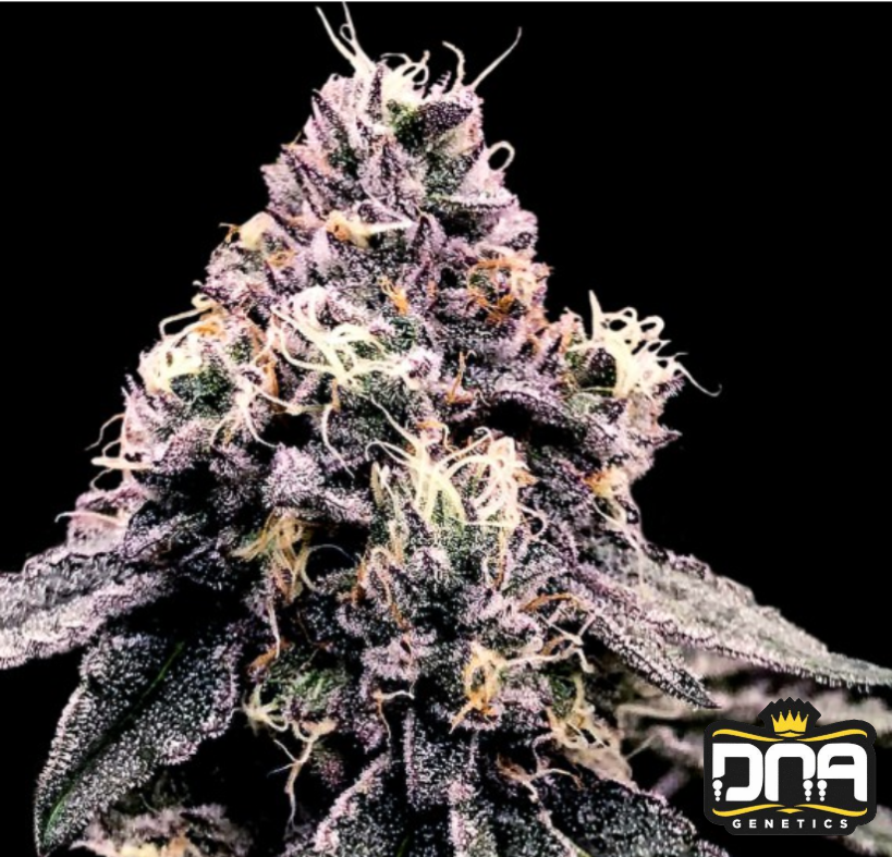 Kosher Pie - DNA Genetics Produktbild