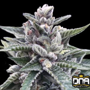 Kosher Sorbet - DNA Genetics Produktbild