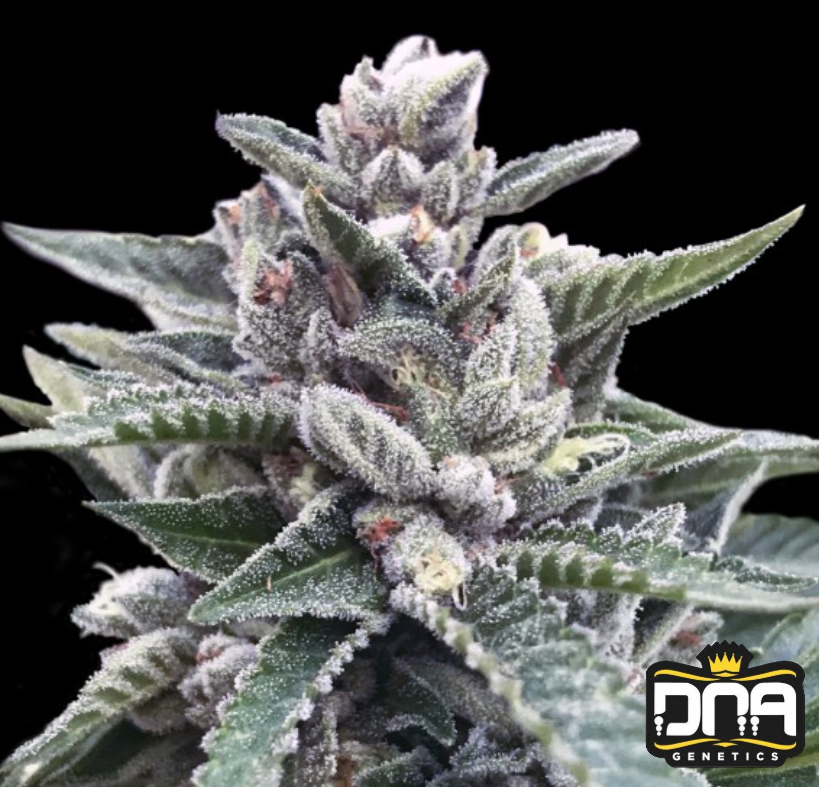 Kosher Sorbet - DNA Genetics Produktbild