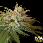 Kushberry - DNA Genetics Produktbild