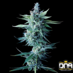 Miss DNA - DNA Genetics Produktbild