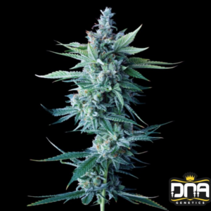 Miss DNA - DNA Genetics Produktbild