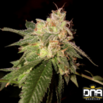 OG Kush - DNA Genetics Produktbild