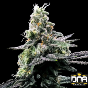 Purple Kosher - DNA Genetics Produktbild