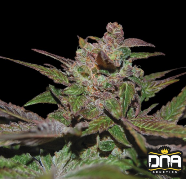 Purple Wreck - DNA Genetics Produktbild