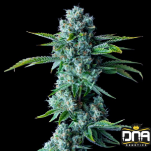 Skywalker Kush - DNA Genetics Produktbild