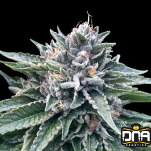 Sorbet #4 - DNA Genetics Produktbild