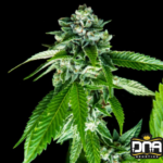 Sorbet Dreams - DNA Genetics Produktbild