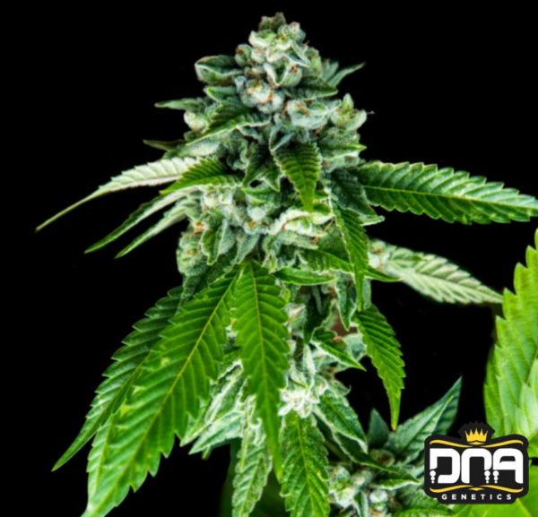 Sorbet Dreams - DNA Genetics Produktbild