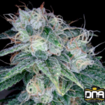 Sour Diesel - DNA Genetics Produktbild
