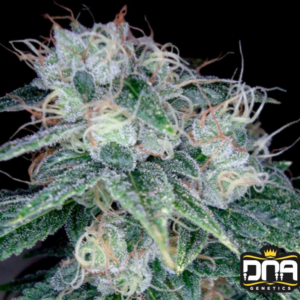 Sour Diesel - DNA Genetics Produktbild