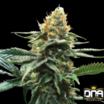 Sour Sorbet - DNA Genetics Produktbild