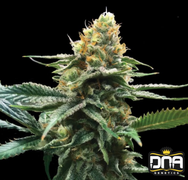 Sour Sorbet - DNA Genetics Produktbild