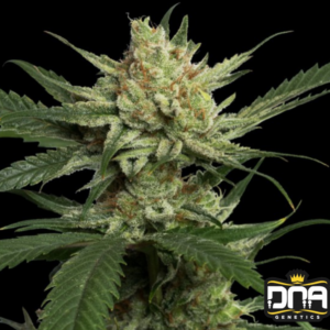 Strawberry Banana - DNA Genetics Produktbild