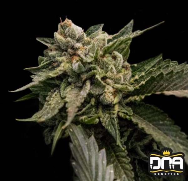 Strawberry Sorbet - DNA Genetics Produktbild