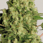 White Russian - Serious Seeds Produktbild