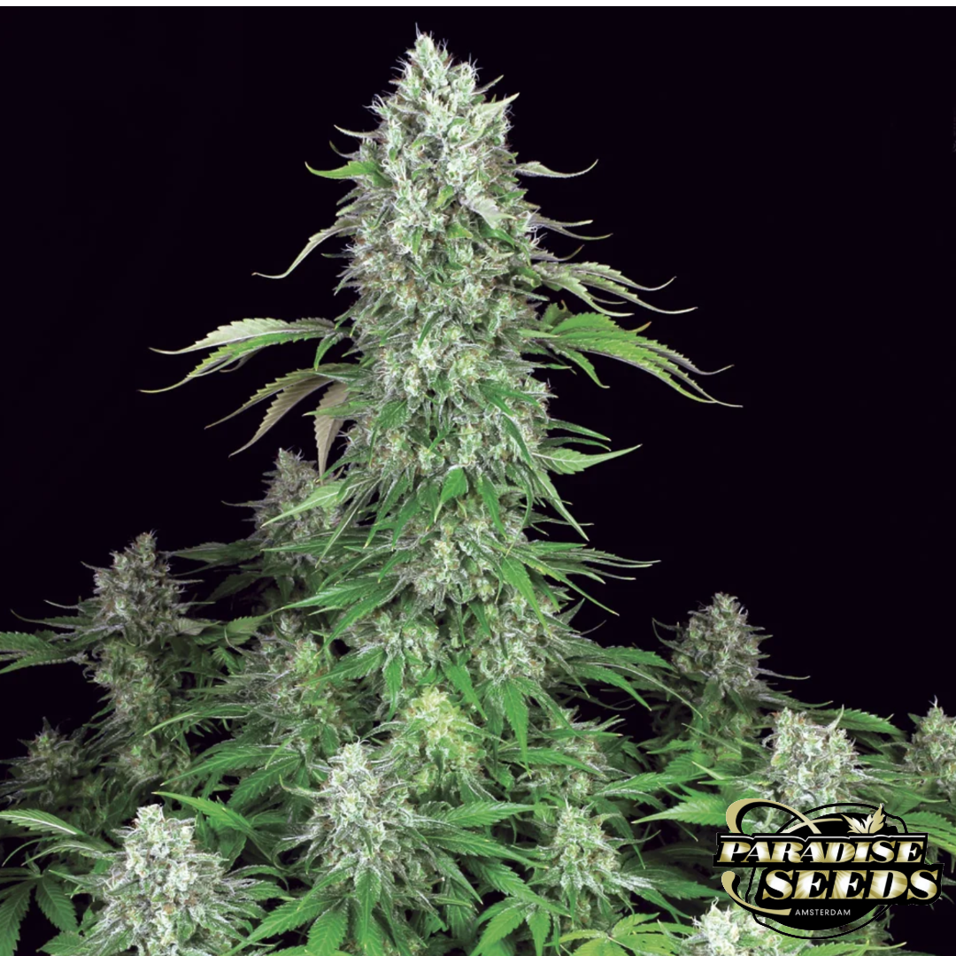 Dutch Dragon - Paradise Seeds Produktbild