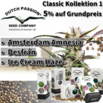 Dutch Passion Classic Kollektion 2 - Produktbild