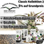 Dutch Passion Classic Kollektion 2 Produktbild