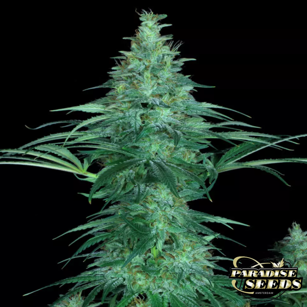 Sensi Star - Paradise Seeds Produktbild