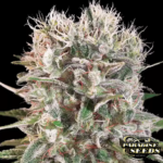 Wappa - Paradise Seeds Produktbild