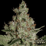 Acid Paradise Seeds Produktbild