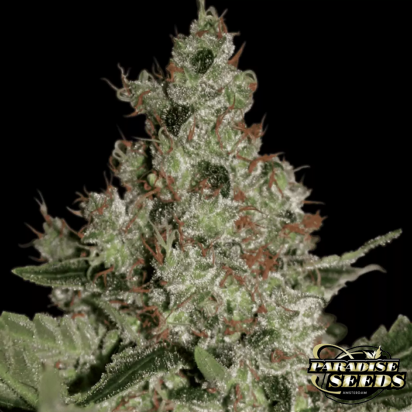 Acid Paradise Seeds Produktbild