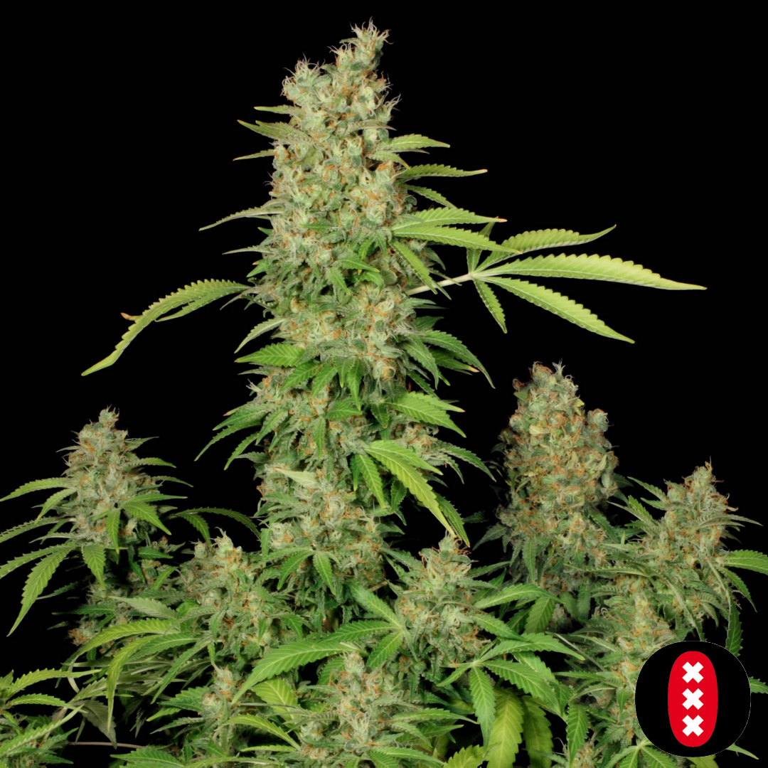 CBD Chronic - Serious Seeds Produktbild