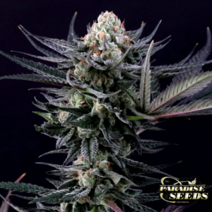 Caramba Paradise Seeds Produktbild