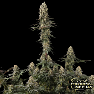 El Dorado OG Paradise Seeds Produktbild