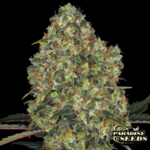 L.A. Amnesia Paradise Seeds Produktbild