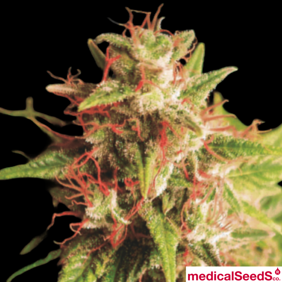 Red Cross CBD Produktbild