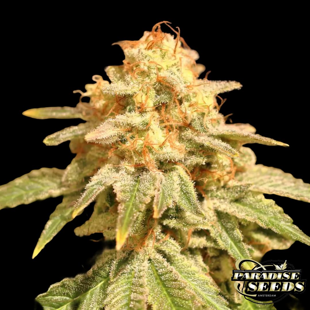 Space Cookies Paradise Seeds Produktbild