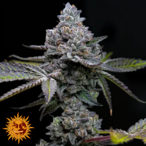 Apple Fritter - Barney's Farm Produktbild