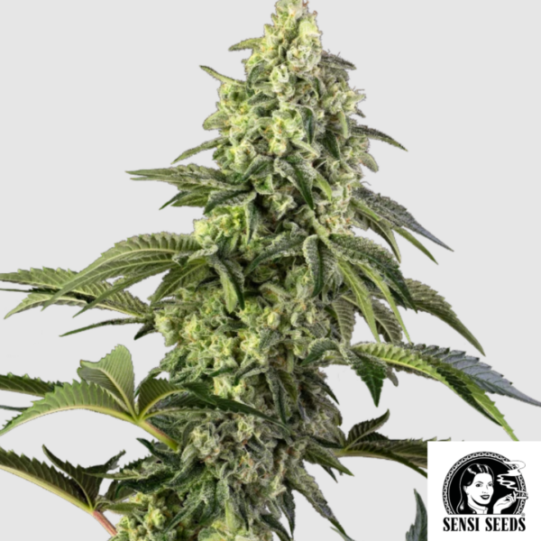 Cosmic Kiss - Sensi Seeds Produktbild