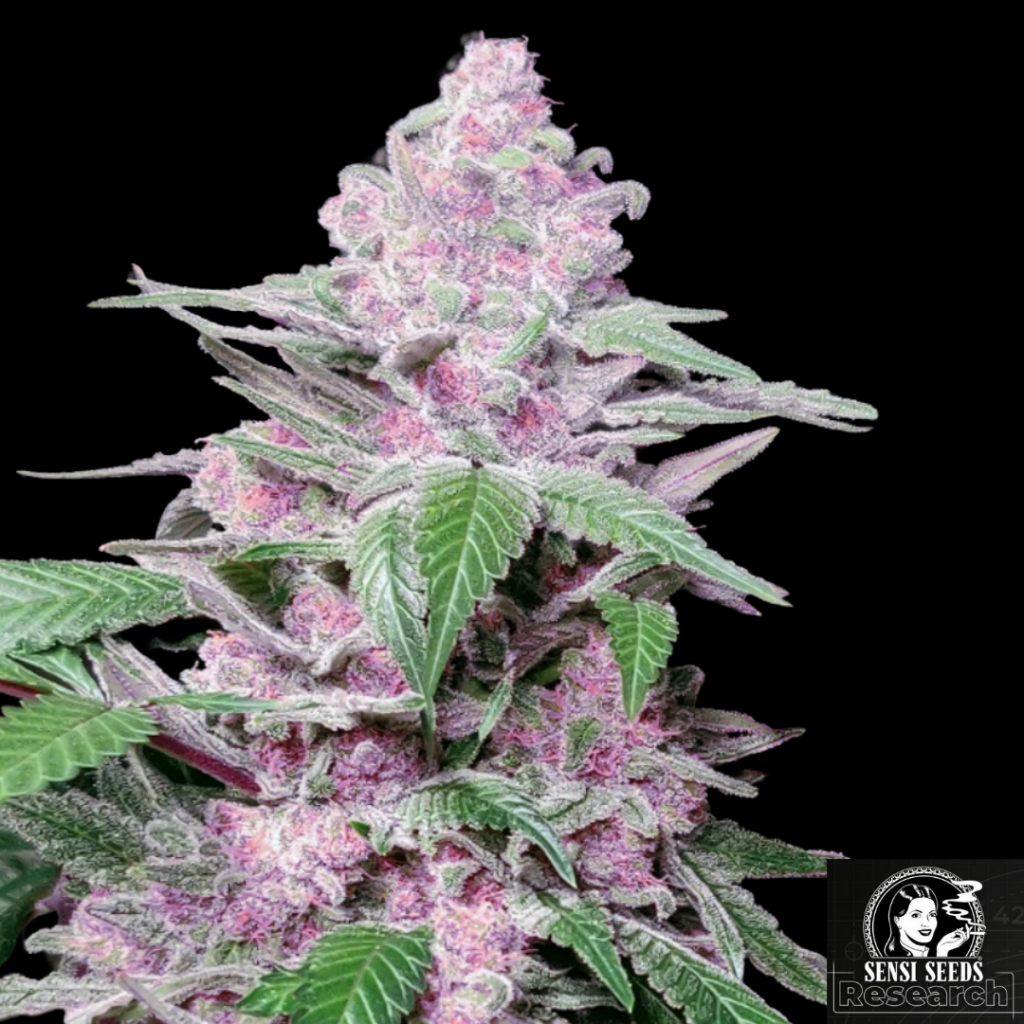 Purple Cookie Kush - Sensi Seeds Research Produktbild