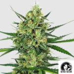 Tangerine Sugar - Sensi Seeds Produktbild