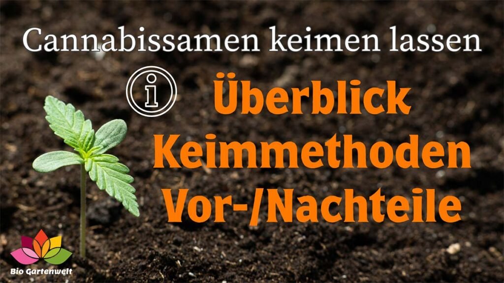 Cannabis Samen keimen lassen - Überblick Keimmethoden Vor- und Nachteile - Ratgeber Beitragsbild