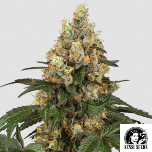 Chocolate Rainbow XXL - Produktbild